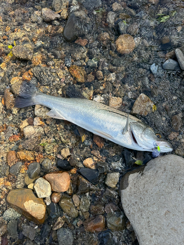 マルスズキの釣果