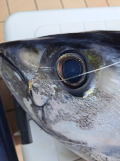 キハダマグロの釣果