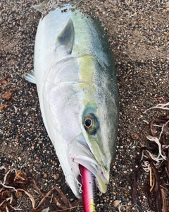 ブリの釣果