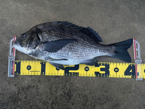 クロダイの釣果