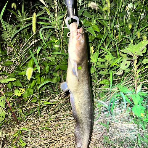 ナマズの釣果