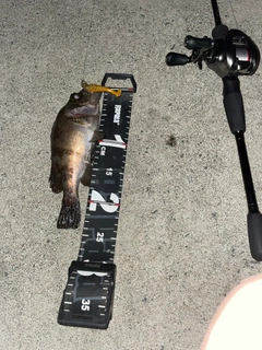 シロメバルの釣果