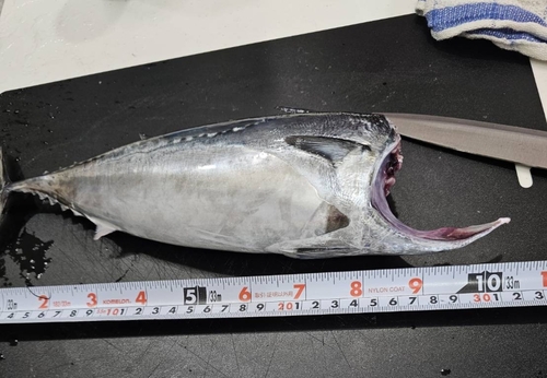 ソウダガツオの釣果