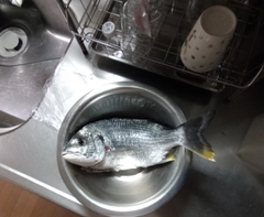 キビレの釣果