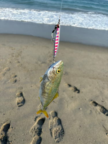 ワカシの釣果