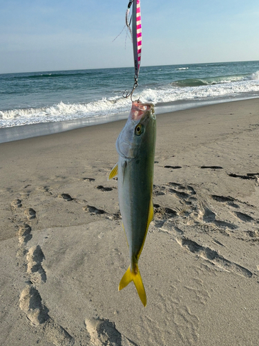 ワカシの釣果