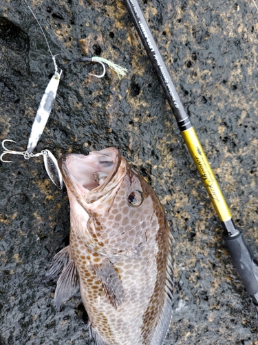 オオモンハタの釣果