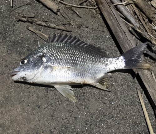 キビレの釣果