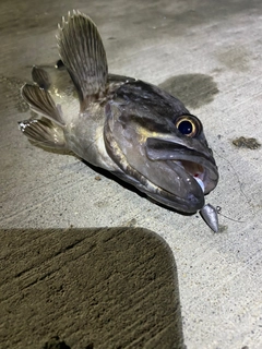 クロソイの釣果