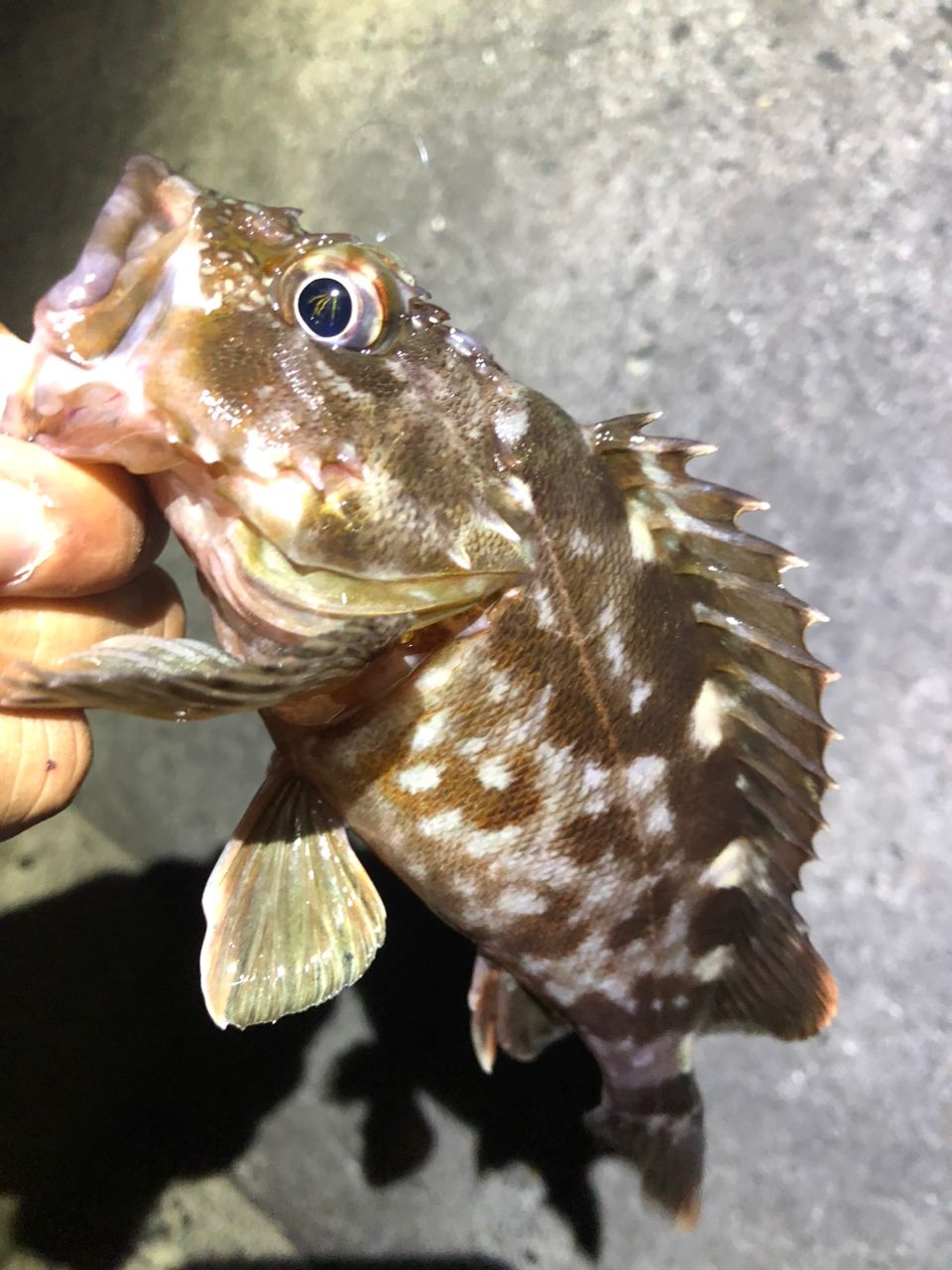カサゴ