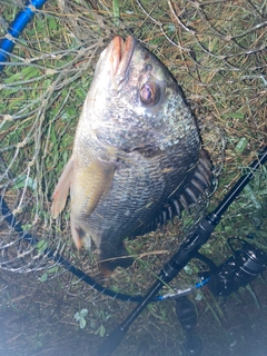 キチヌの釣果