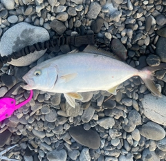 ショゴの釣果