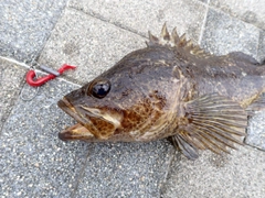 タケノコメバルの釣果