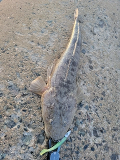 マゴチの釣果