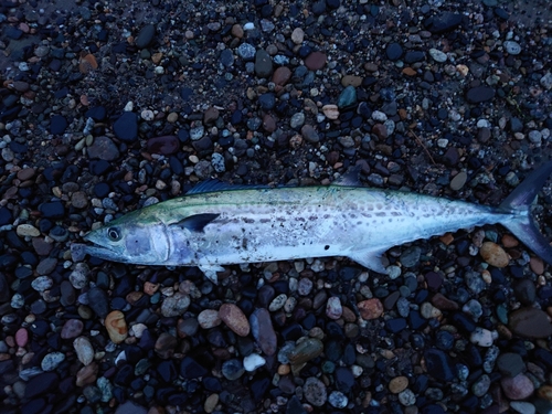 サゴシの釣果