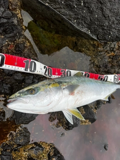 ブリの釣果