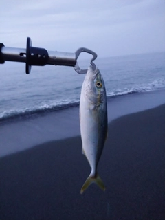 ワカシの釣果