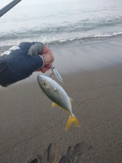 ワカシの釣果