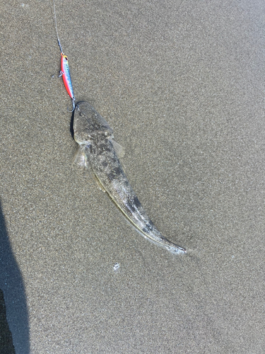 マゴチの釣果