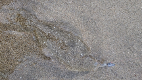 ソゲの釣果