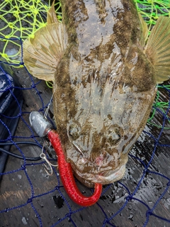 マゴチの釣果