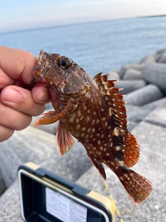 ガシラの釣果