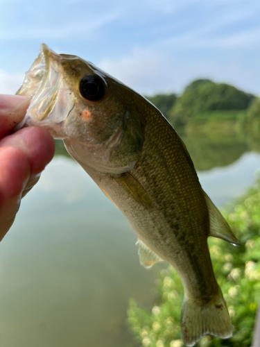 ラージマウスバスの釣果