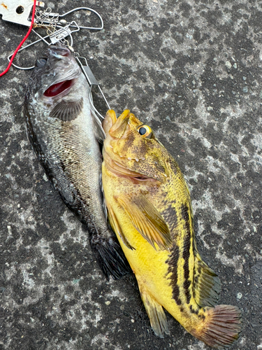 クロソイの釣果