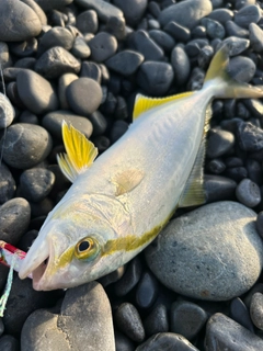 カンパチの釣果