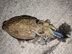 モンゴウイカの釣果