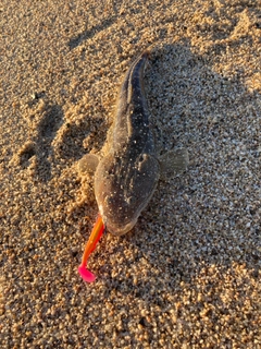 マゴチの釣果