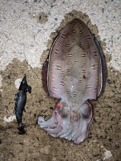 モンゴウイカの釣果