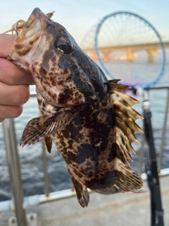 タケノコメバルの釣果