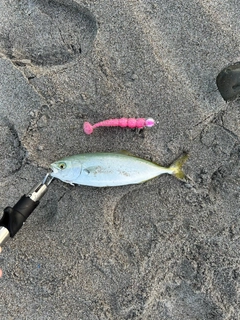 ワカシの釣果