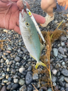 ワカシの釣果