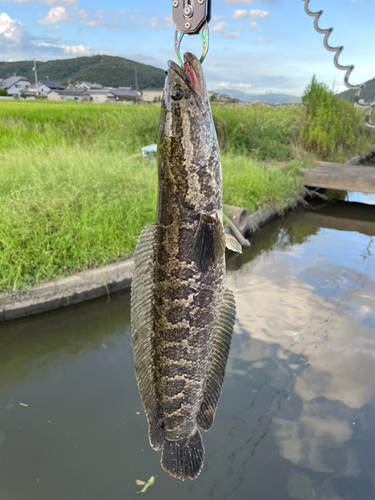 ライギョの釣果