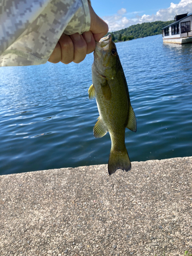 スモールマウスバスの釣果