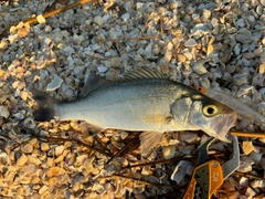 セイゴ（マルスズキ）の釣果