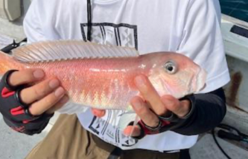 アマダイの釣果