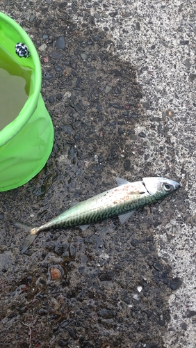 サバの釣果