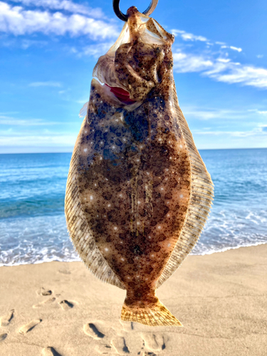 ソゲの釣果