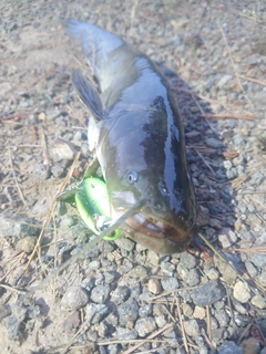 ナマズの釣果