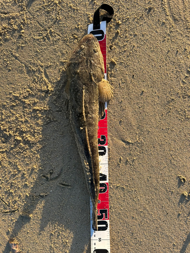 マゴチの釣果