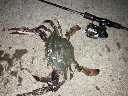 ワタリガニの釣果