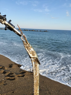 ダツの釣果