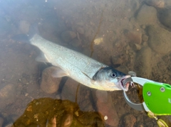 ウグイの釣果