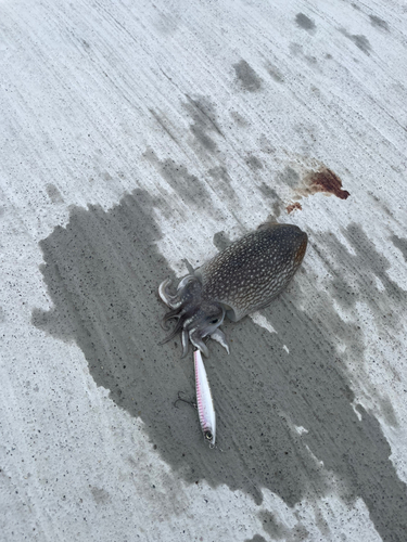 コウイカの釣果