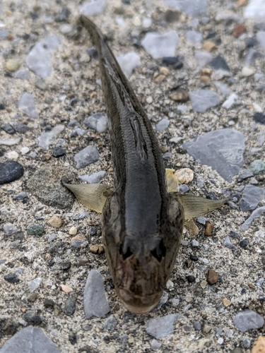 ハゼの釣果