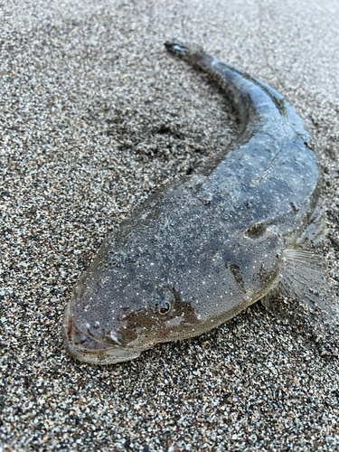 マゴチの釣果