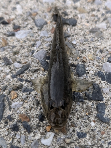 ハゼの釣果